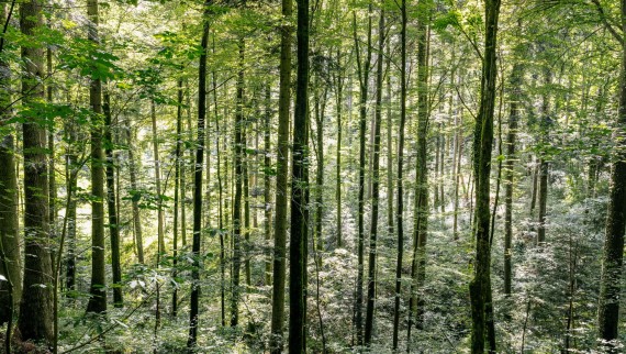 Suyla temizleme: Geberit AquaClean ağaç tasarrufuna nasıl yardımcı olur? Suyla temizleme: Geberit AquaClean ağaç tasarrufuna nasıl yardımcı olur?
