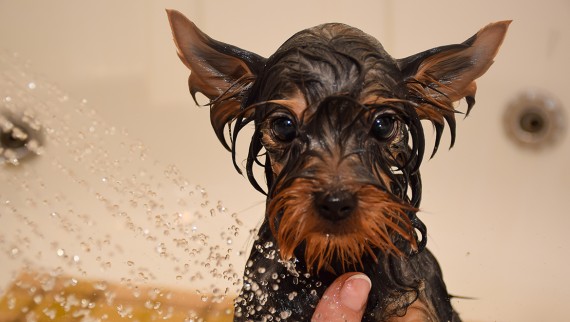 İyi bir saç filtresi duş giderinin çimen ve köpek tüyleri ile tıkanmasını engeller