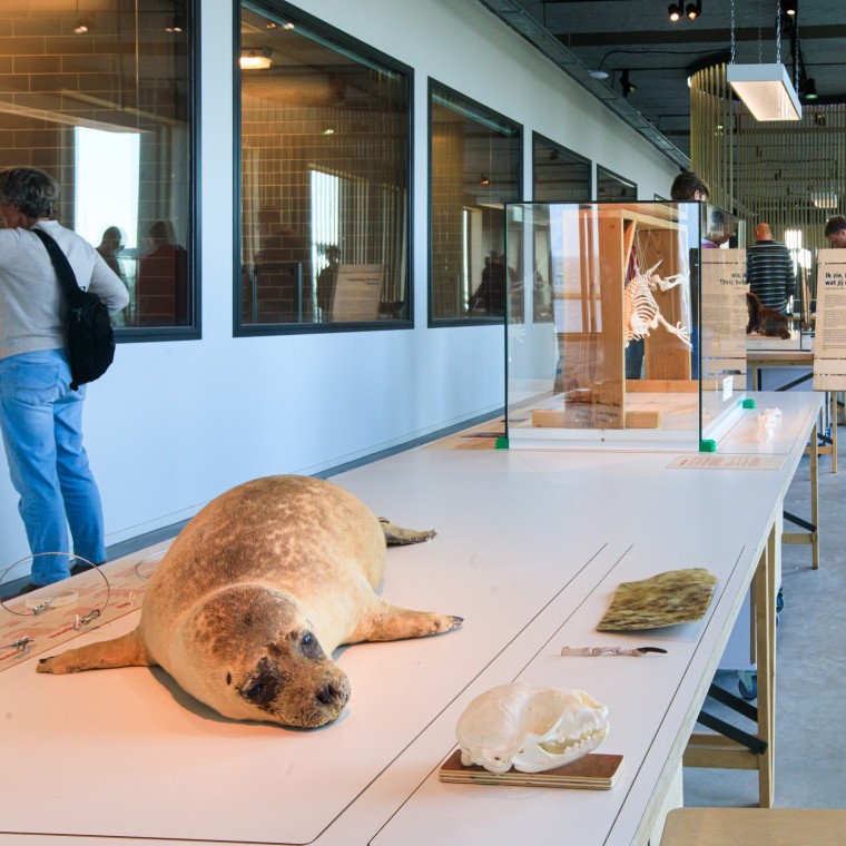 Fokların Hollanda'nın en büyük yırtıcı hayvanları olduğunu biliyor muydunuz? (© Tjeerd Visser) Fokların Hollanda'nın en büyük yırtıcı hayvanları olduğunu biliyor muydunuz? (© Tjeerd Visser)