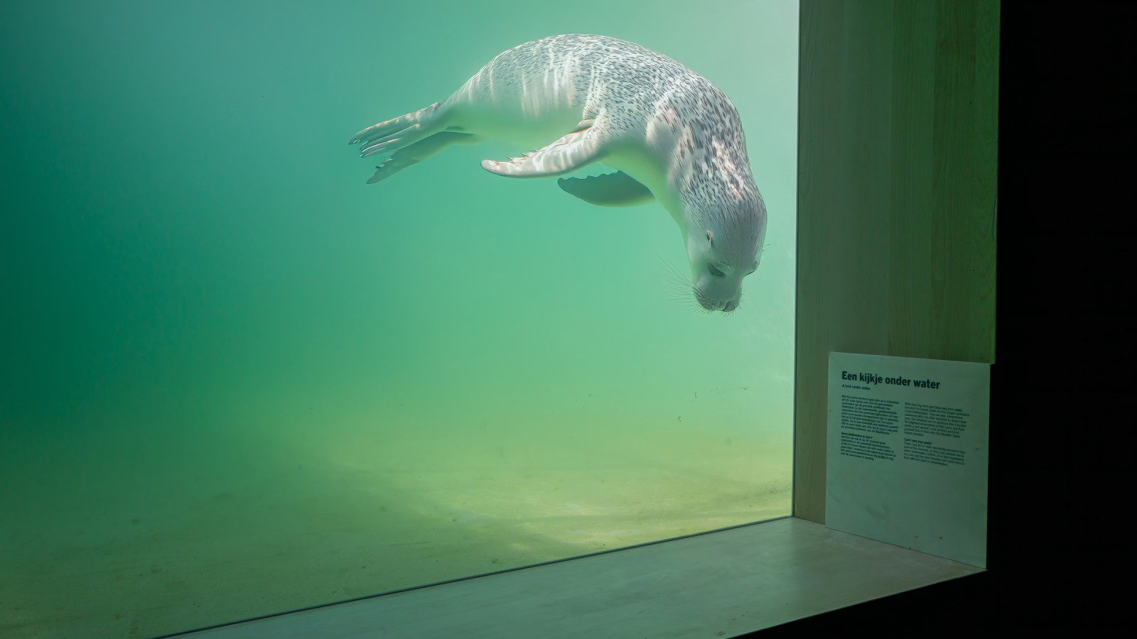 Yaralı veya hasta hayvanlar mümkün olduğunca çabuk doğaya geri dönebilmelidir (© Tjeerd Visser) Yaralı veya hasta hayvanlar mümkün olduğunca çabuk doğaya geri dönebilmelidir (© Tjeerd Visser)